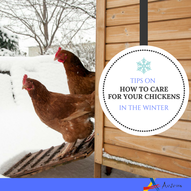 Tips on How to Care for Chickens in Winter