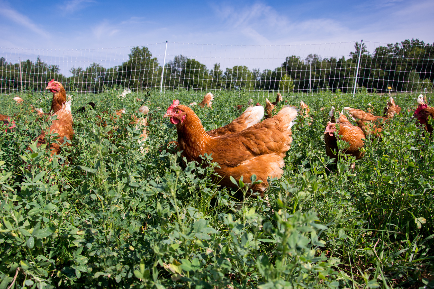 How to Design a Chicken Garden: Sample Free-Range Garden Plans
