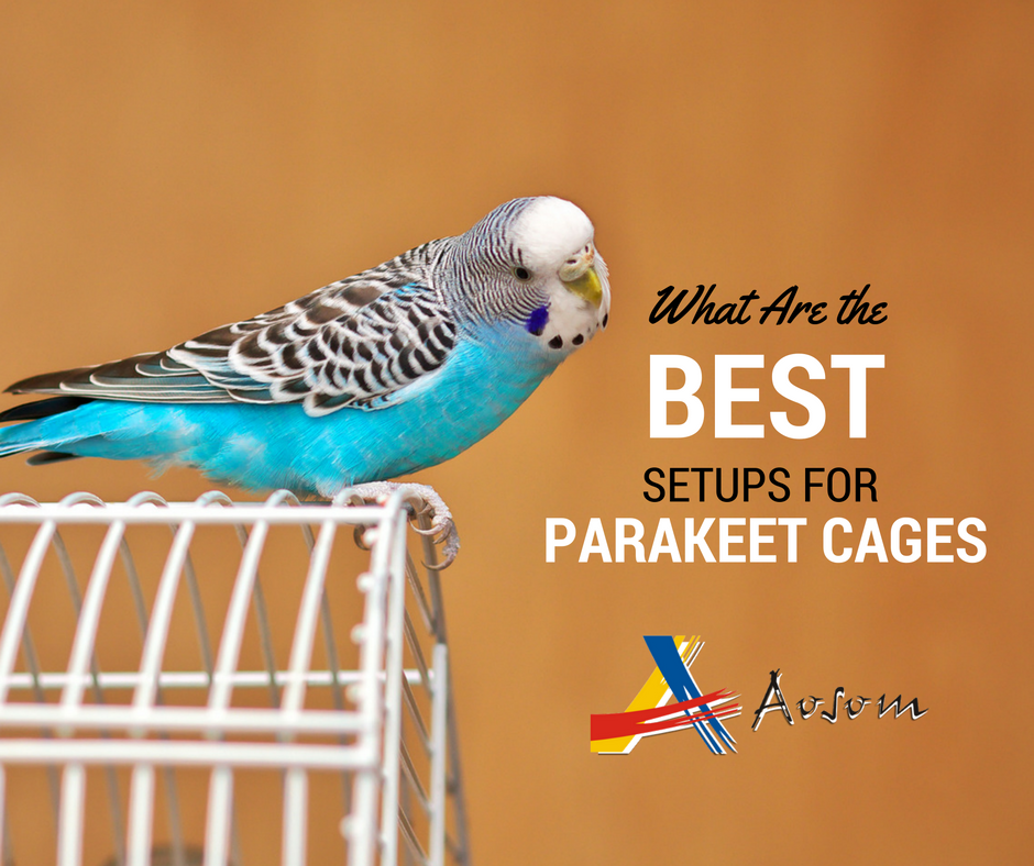 What are the Best setups for Parakeet Cages?