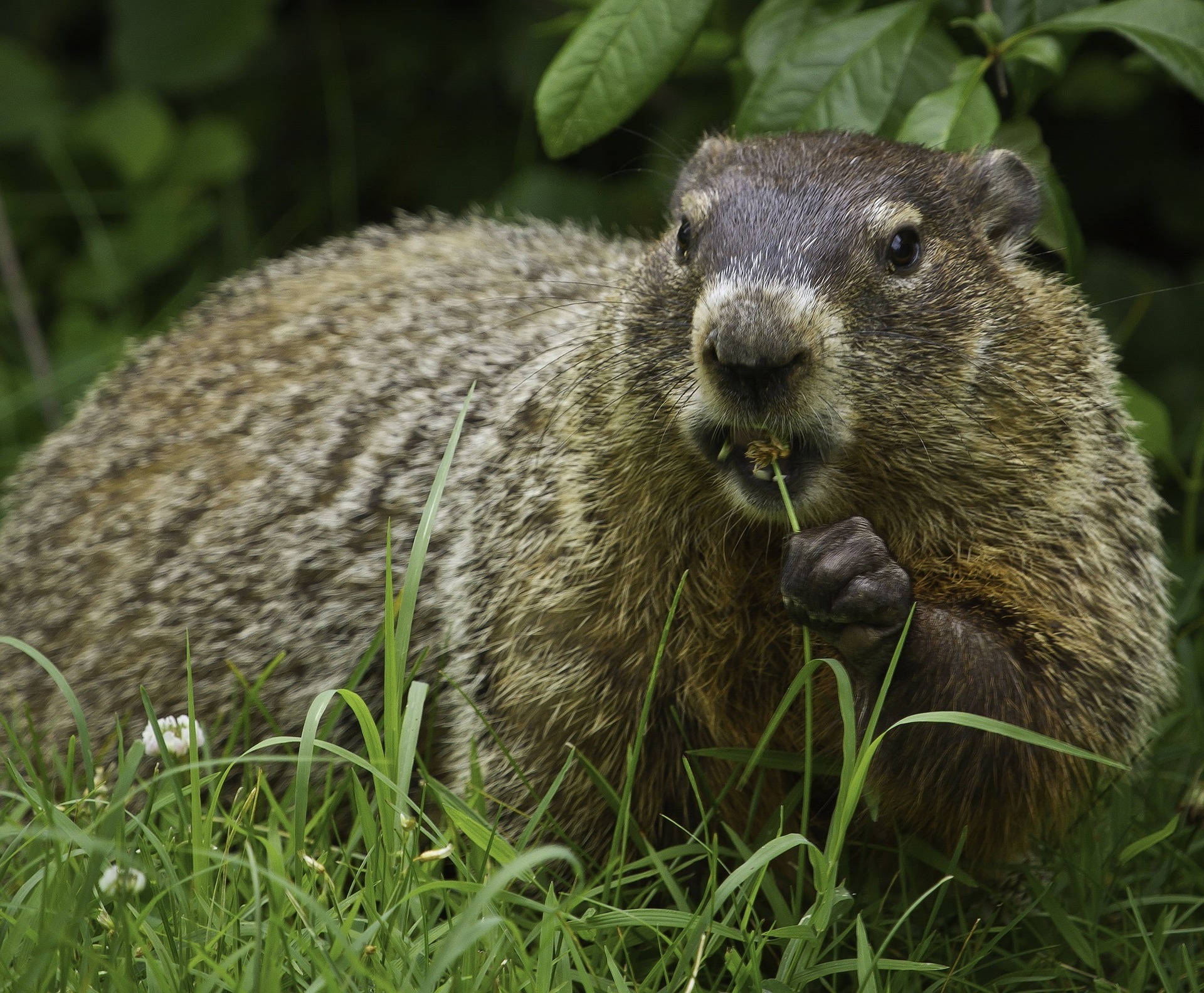 Groundhog Day: Some Historical Context + Marmot Minutiae
