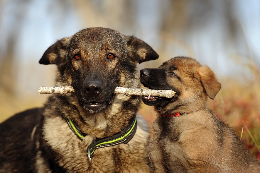 Introducing a New Puppy to Your Older Dog
