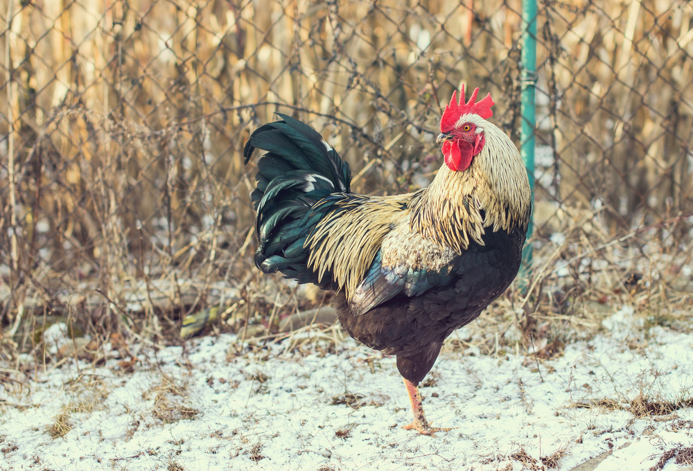 Winterize Your Chicken Coop for Happy, Healthy Chickens