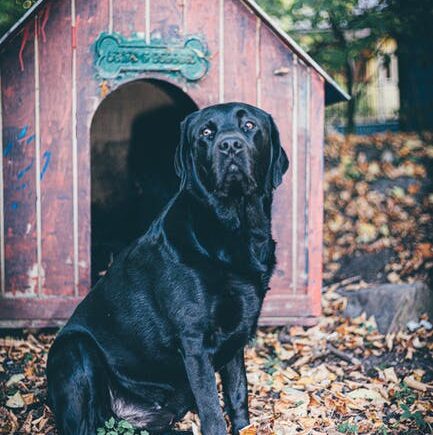 A Ruff Choice: The Dog House Buying Guide