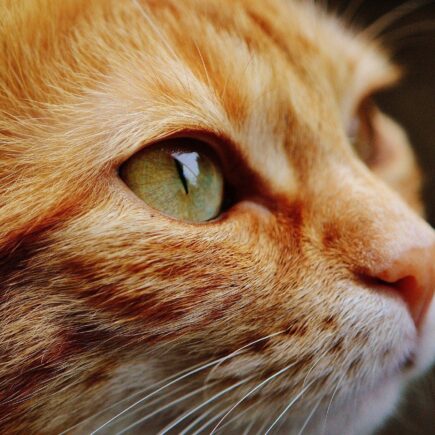 Cat Houses, Catios and Enclosures: A Feline Friendly Buying Guide