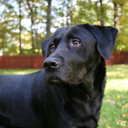 The Ultimate Dog Bed Buying Guide in 2021