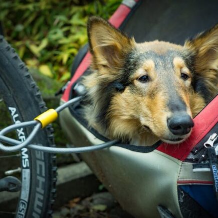 Biking With Your Best Pal: A Buyer’s Guide to Pet Trailers & Strollers