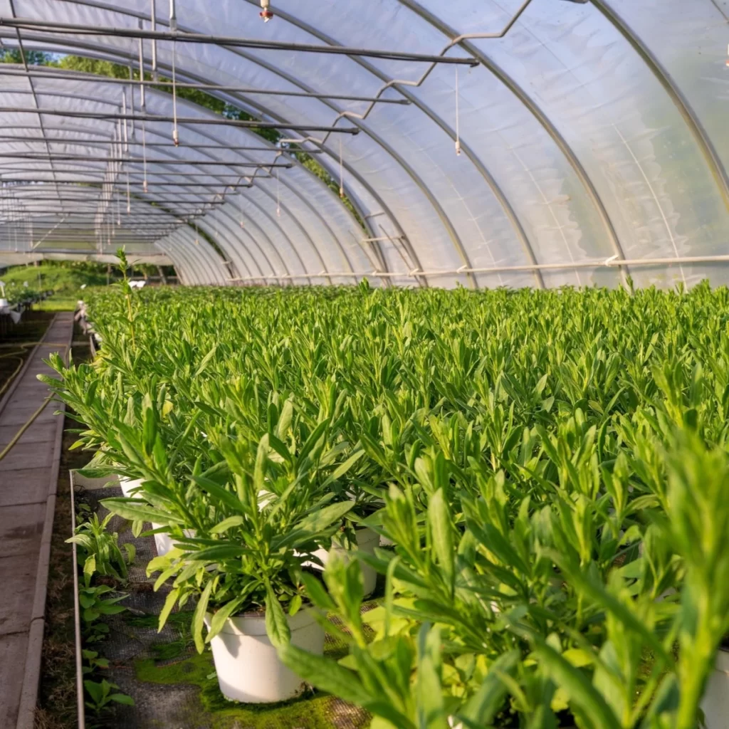 8 Ways to Keep Greenhouse Cool in Summer