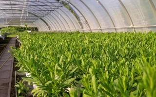 Greenhouse in Summer