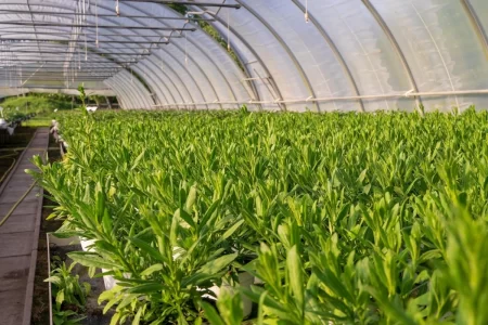 Greenhouse in Summer