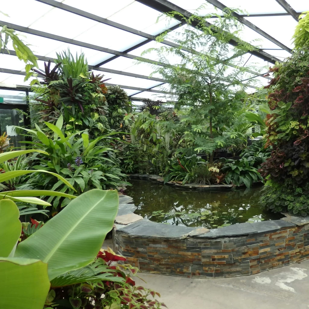 Tropical plants surrounding a water pond inside a greenhouse.