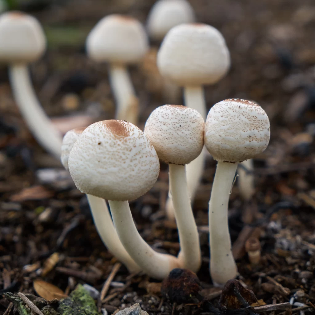 White mushrooms growing on soil, contributing to to control pests.