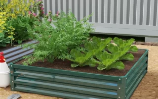 What to Plant in Raised Garden Beds