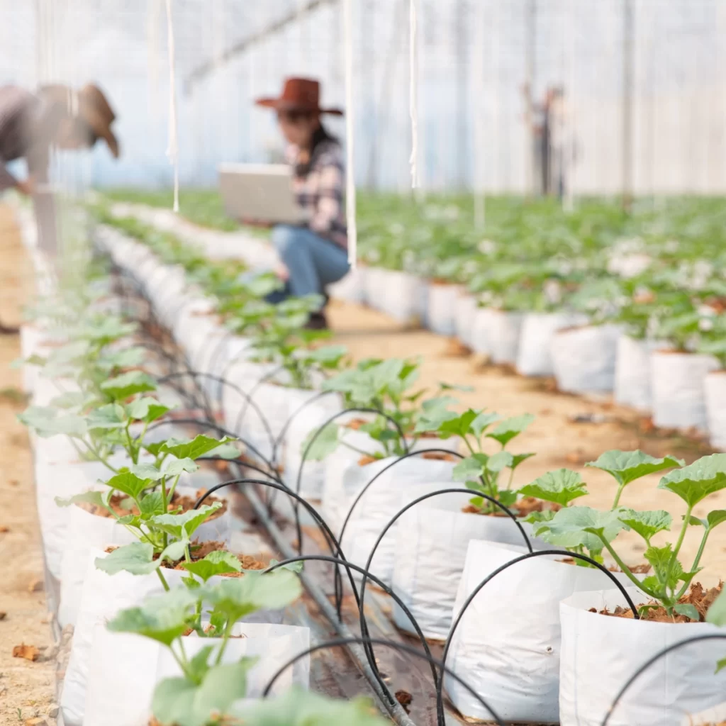 Drip irrigation system in greenhouse for proper water routine.