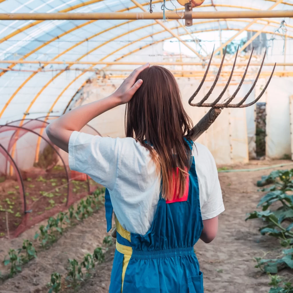 Unsterilized greenhouse leading to possible contamination of plants.
