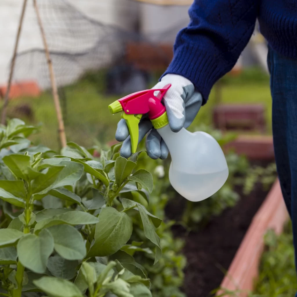 Person spraying garlic solution on plants to protect them from pests.