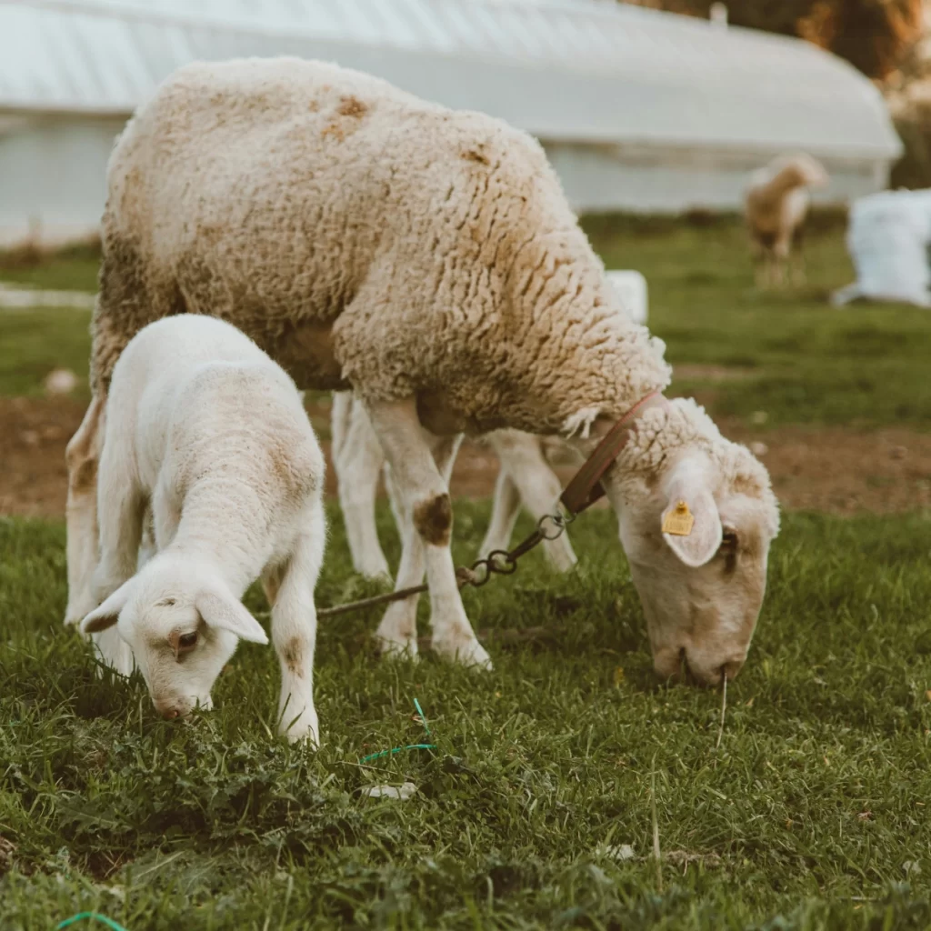 Sheep grazing near a greenhouse for an integrated farming system.