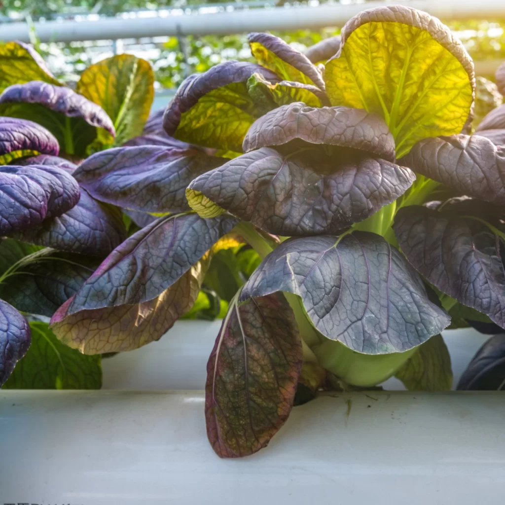 Healthy kale plants flourishing in a greenhouse, ideal for cool-season growth.