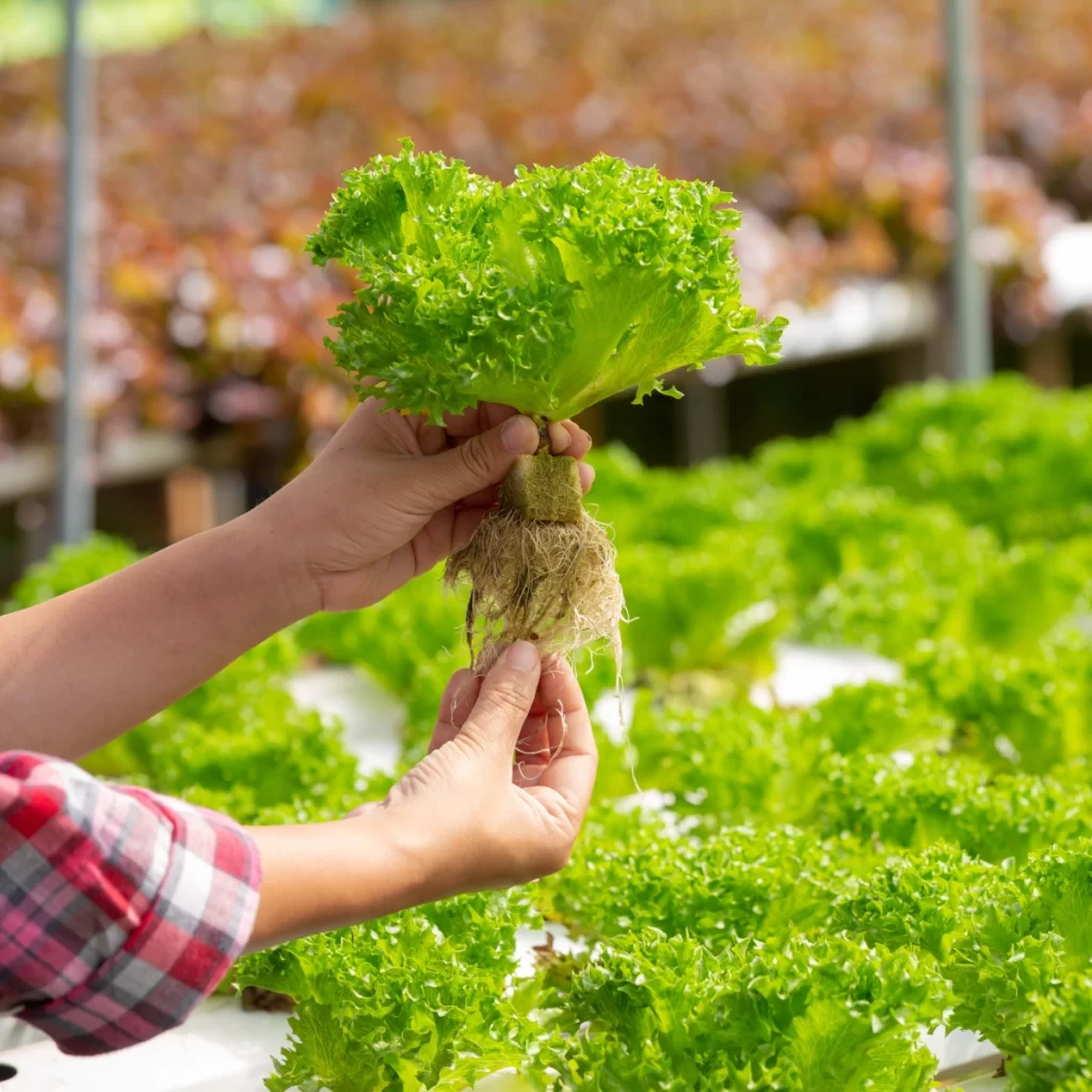 Fresh lettuce being harvested from a greenhouse, thriving in moderate temperatures.