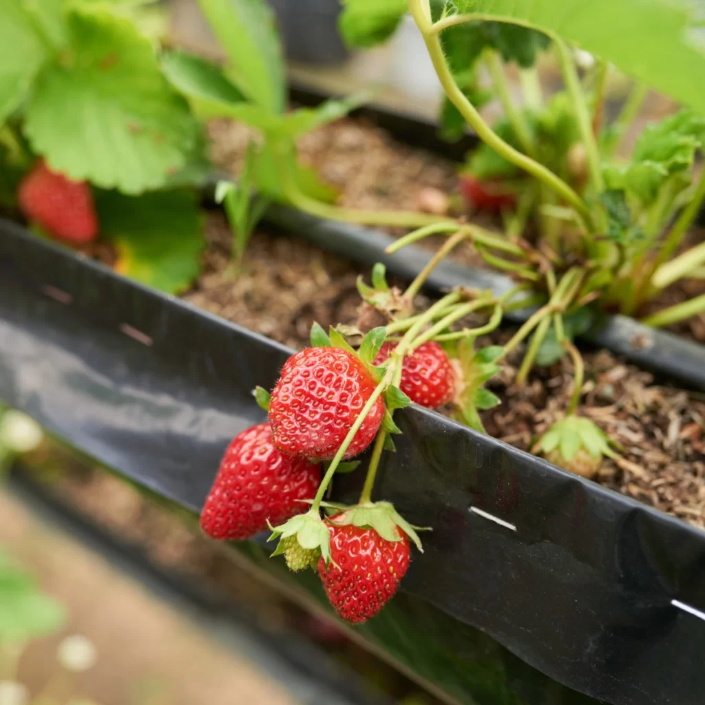 Sweet strawberries ripening in a greenhouse, extending the growing season for early harvest.
