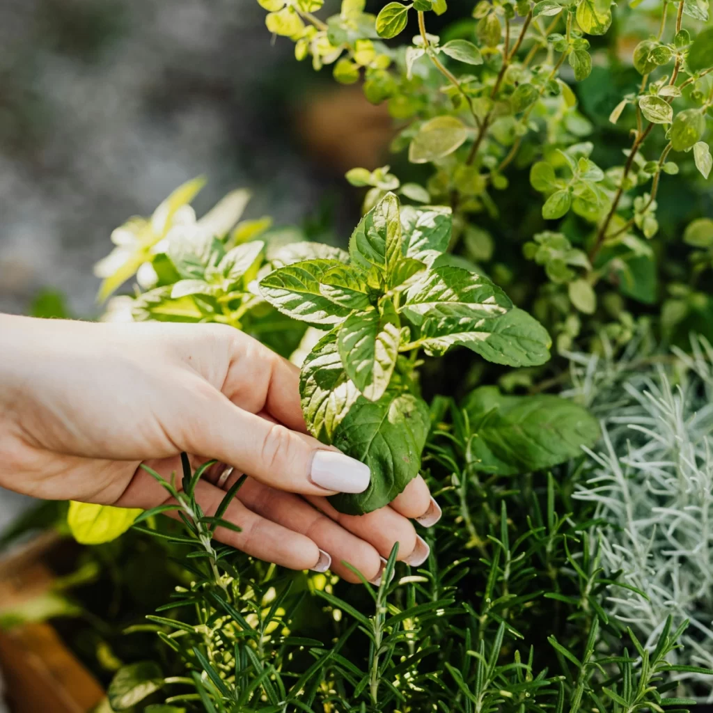 A variety of fresh herbs like basil, thyme, and mint, perfect for greenhouse growing.