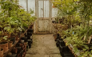 Greenhouse plants showing signs of pest damage, emphasizing natural pest control methods.
