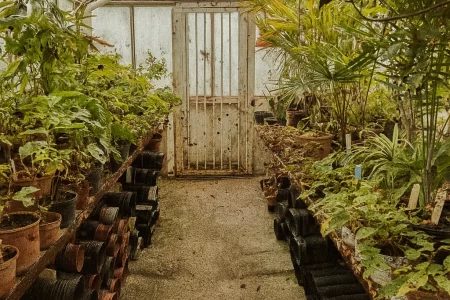 Greenhouse plants showing signs of pest damage, emphasizing natural pest control methods.