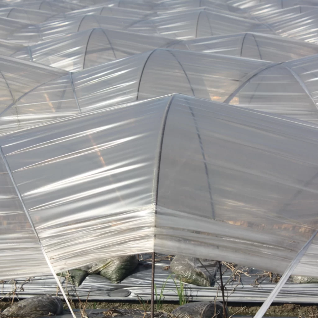Plastic covers used for insulation in a greenhouse to protect plants from cold.
