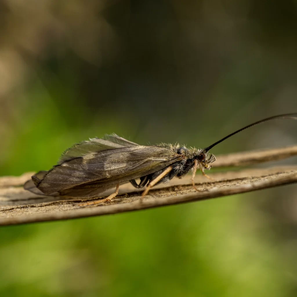 Close-up of lacewing insect on a branch, helpful for pest control.