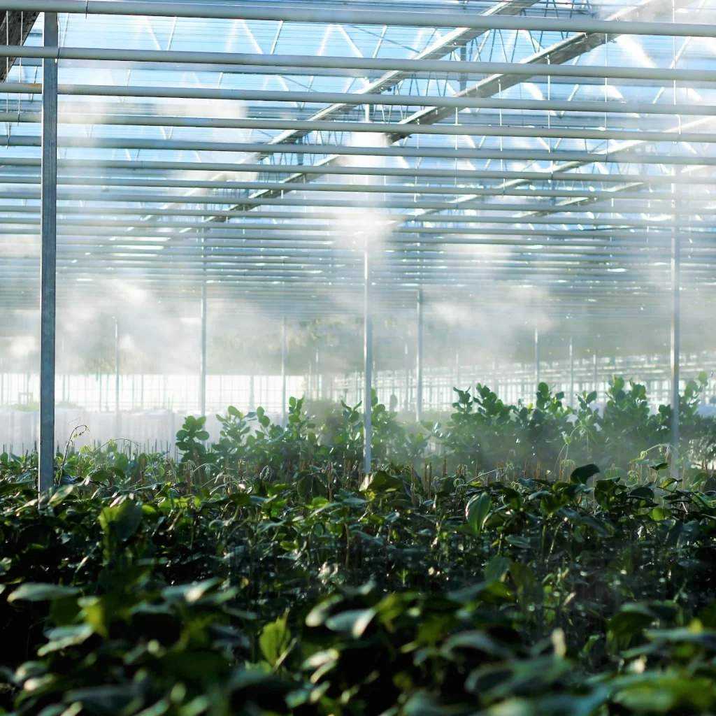 Misting systems cooling down plants inside a greenhouse.