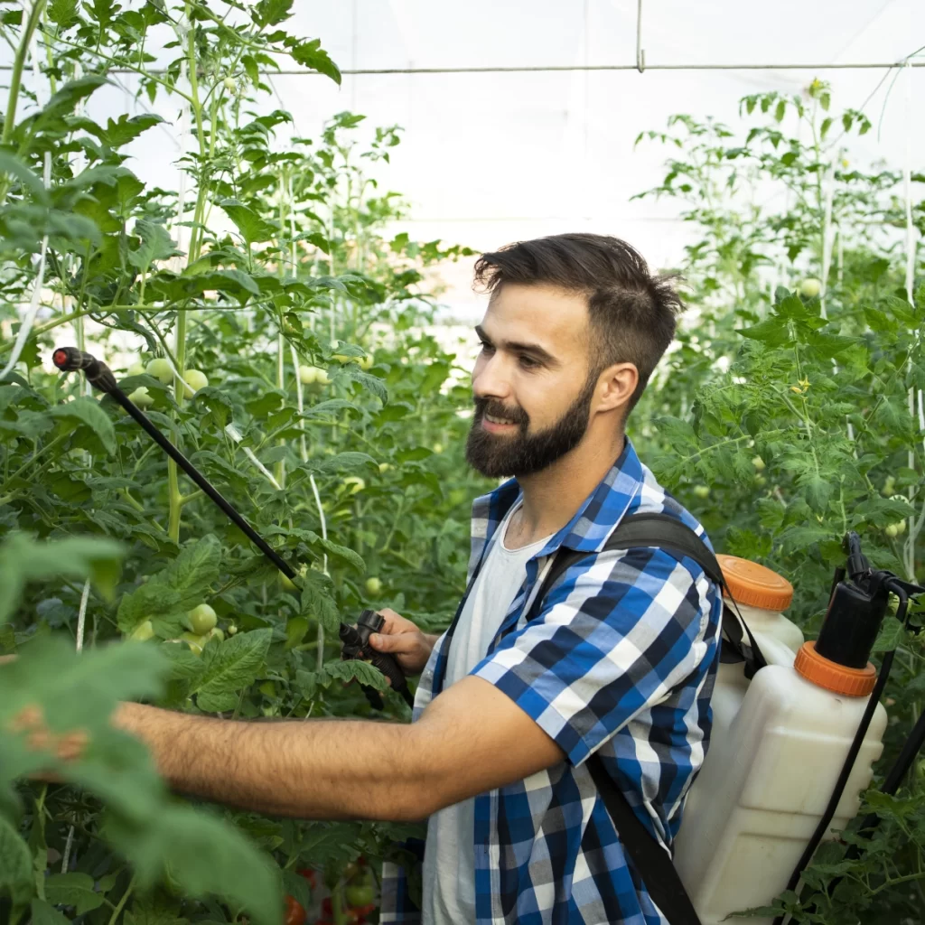 Worker spraying pesticide to control pests and diseases in greenhouse.