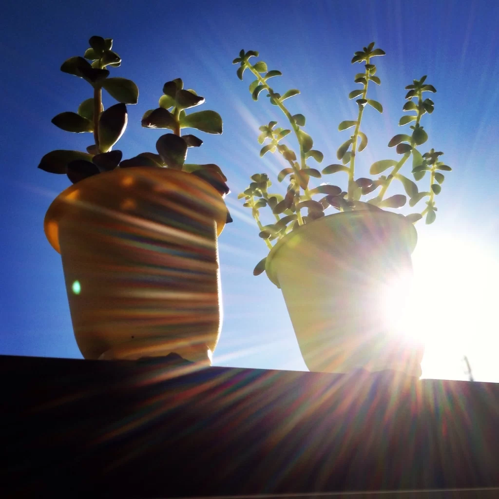Choosing the wrong location for planting can harm plant growth.