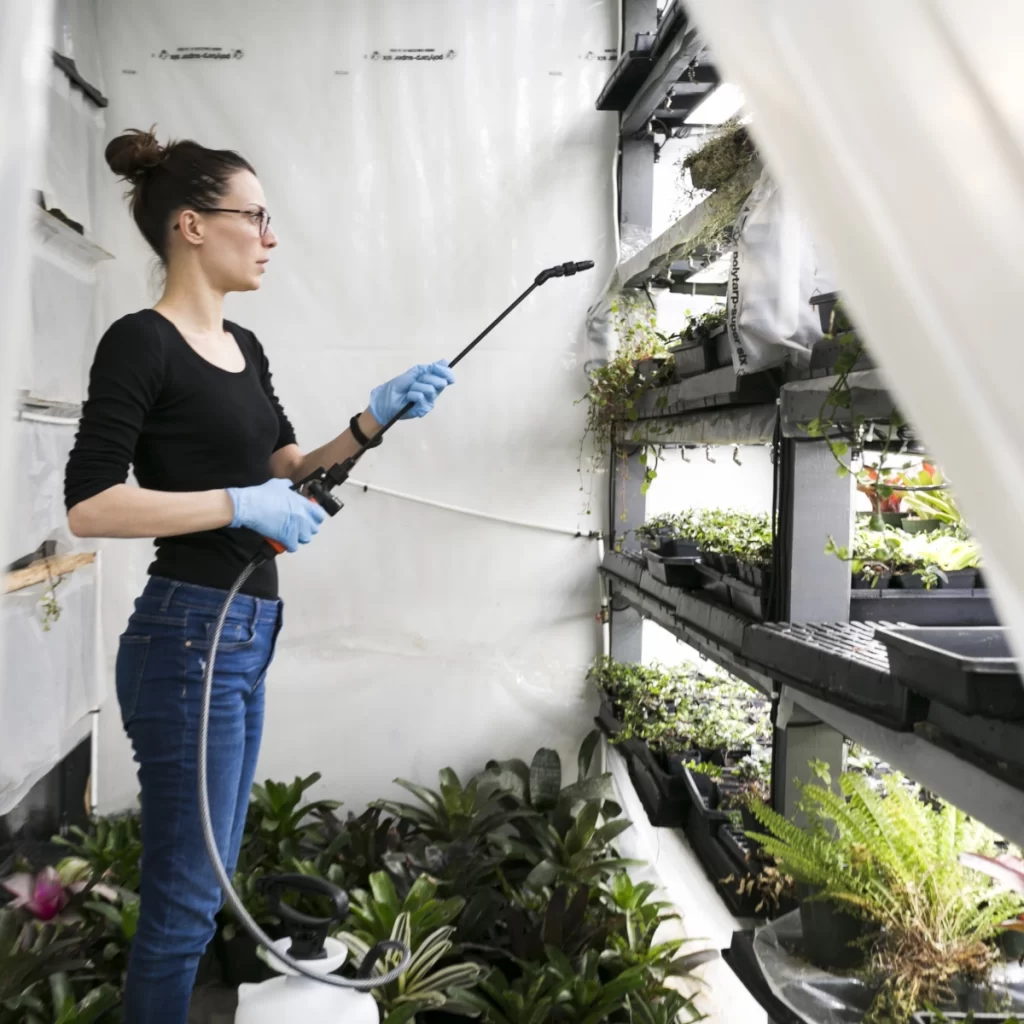 Person spraying preventive measures on plants to protect them from pests.
