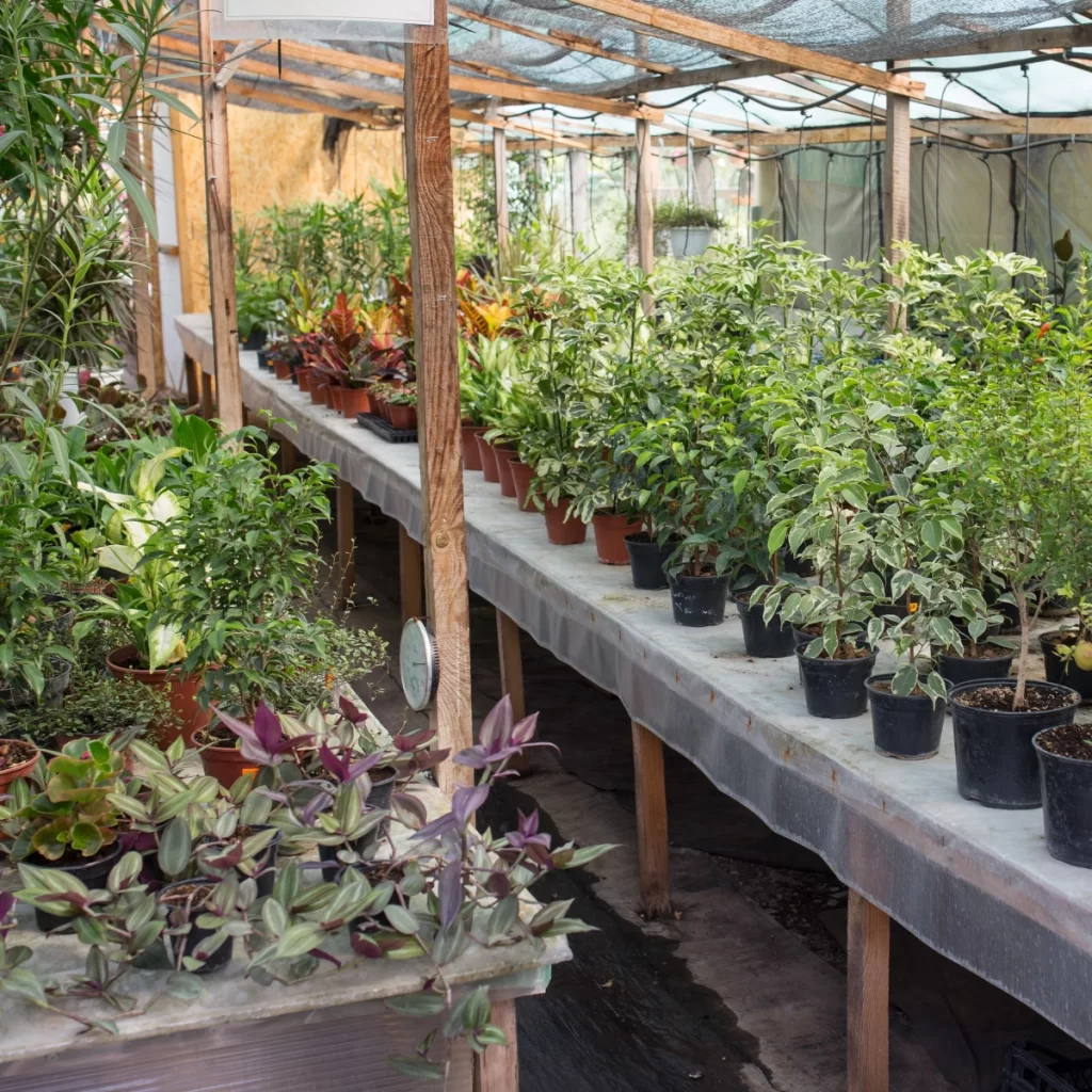 Companion planting in a garden with various crops for improved pest control.