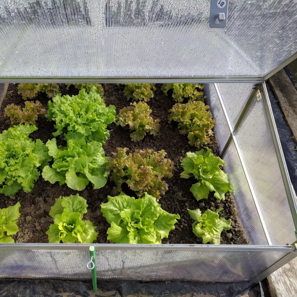 Greenhouse with proper ventilation and sunlight management for optimal growth.