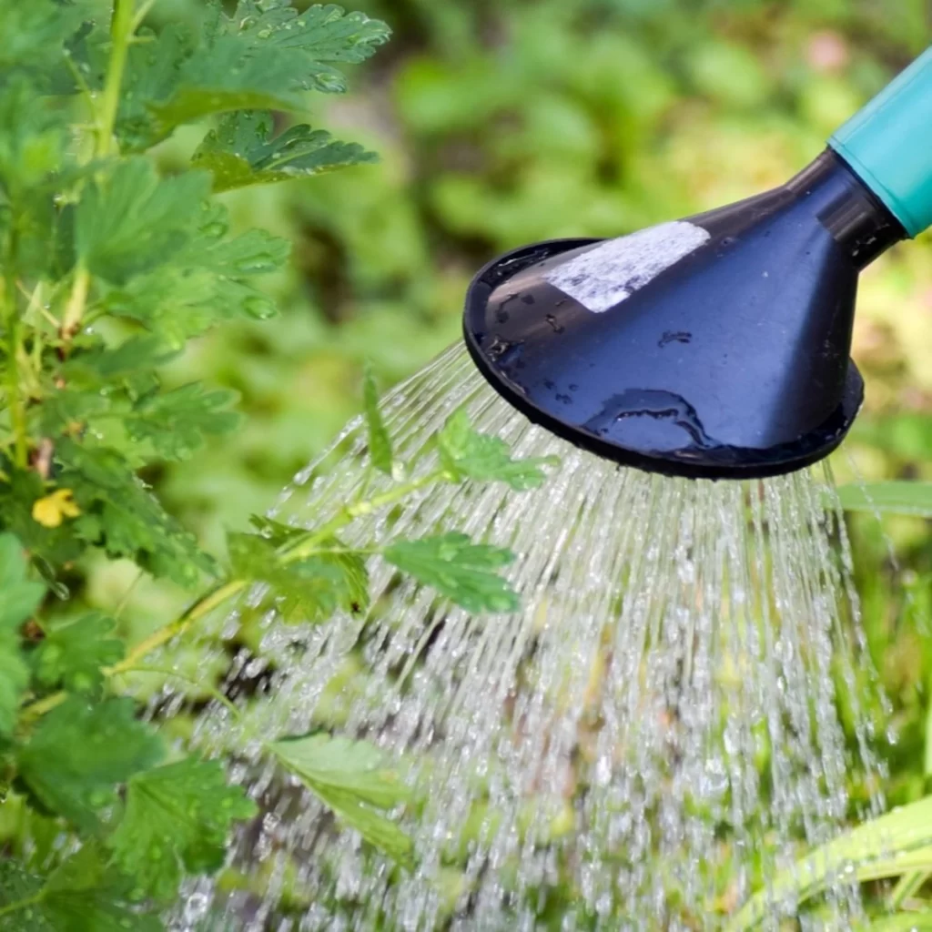 Hand watering plants with a watering can in a garden setting.