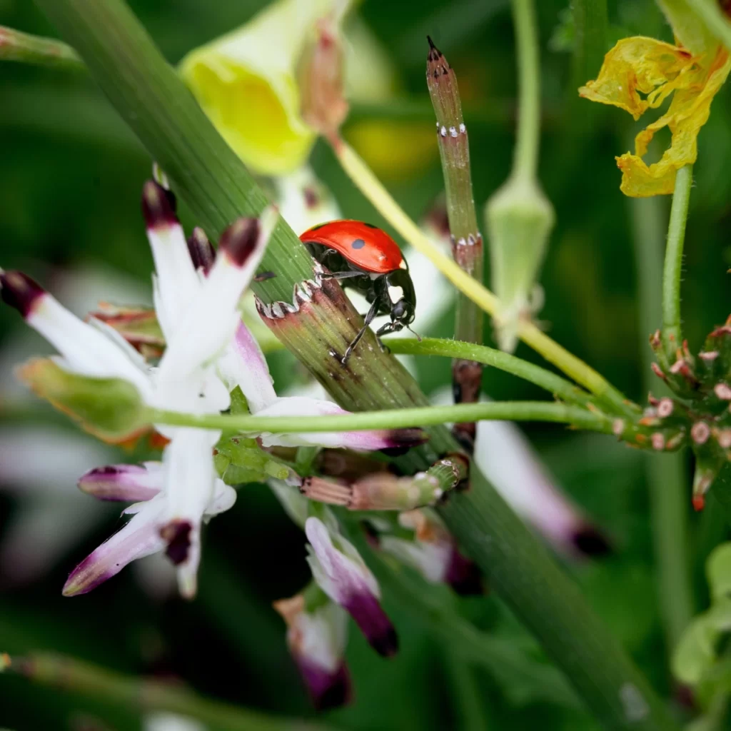 Ladybug crawling on a flower stem, beneficial for organic pest control.