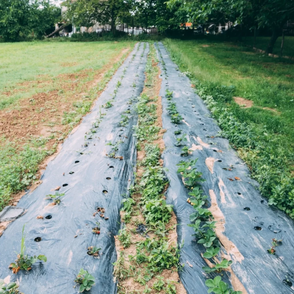 Step-by-step visual guide showing process of installing landscape fabric in a garden.