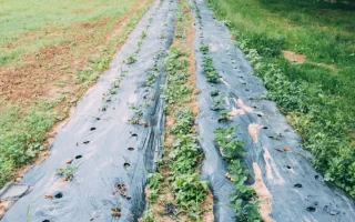 Step-by-step visual guide showing process of installing landscape fabric in a garden.