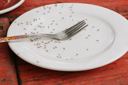 Small ants crawling on white plate with fork on wooden table.