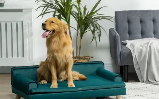 Golden retriever sitting on teal elevated dog bed indoors