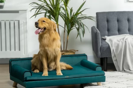 Golden retriever sitting on teal elevated dog bed indoors