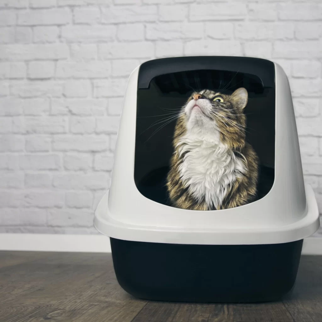 Cat sitting inside covered litter box against brick wall.
