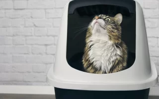 Cat sitting inside covered litter box against brick wall.
