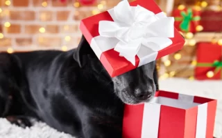 Black dog balancing a red Christmas gift box with a white ribbon on its head.