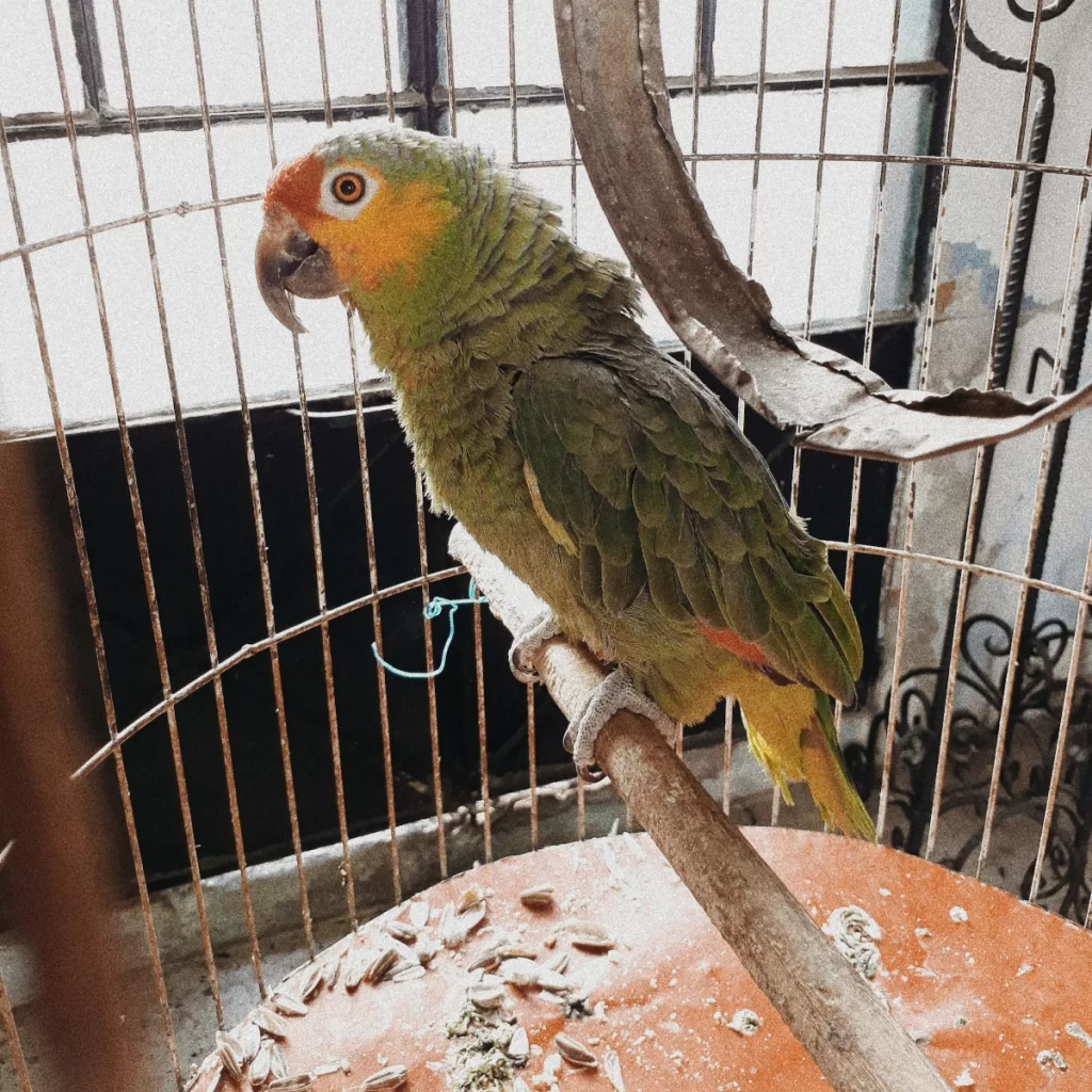 Green parrot perched inside a dirty bird cage.
