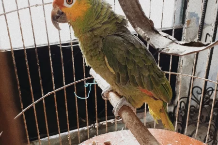 Green parrot perched inside a dirty bird cage.