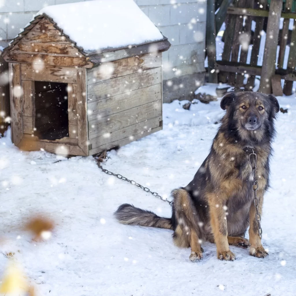 Dog sitting beside a wooden dog house in snowy weather with falling snowflakes.