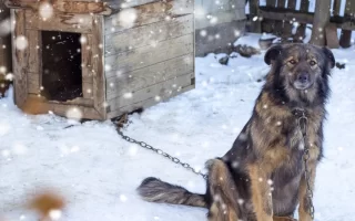 Dog sitting beside a wooden dog house in snowy weather with falling snowflakes.