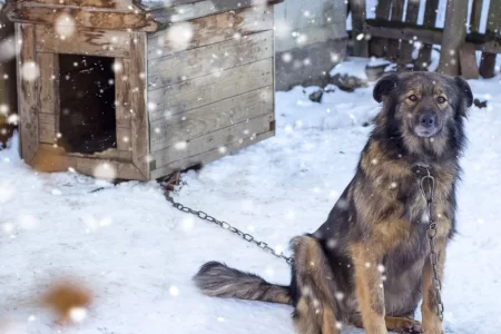 Dog sitting beside a wooden dog house in snowy weather with falling snowflakes.