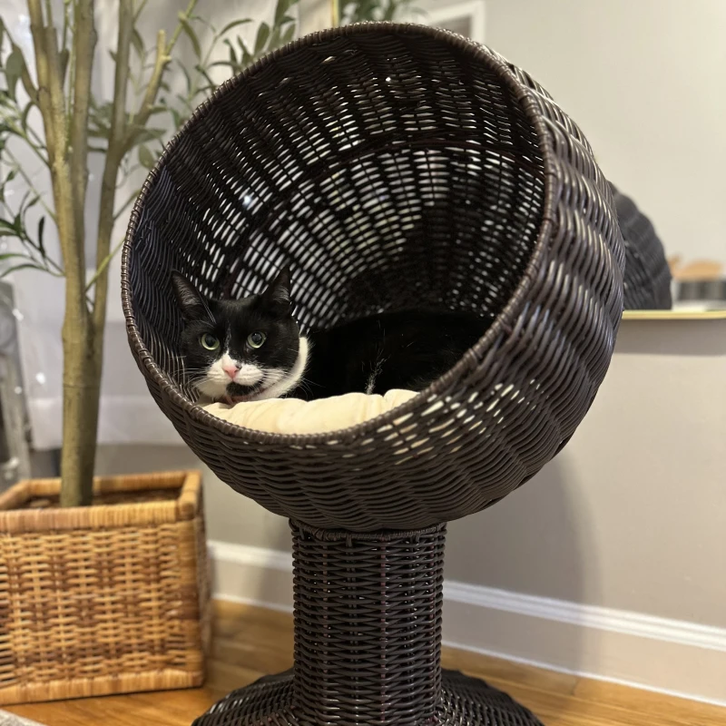cat sitting inside tall dark wicker pod looking outward